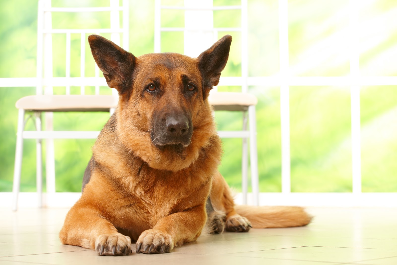 Guard Dog or Home Alarm
