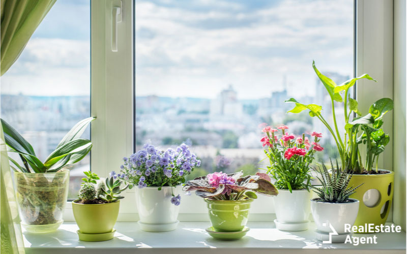 plants in window