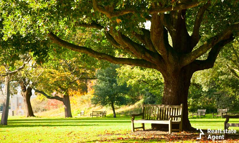 Bench under the tree and a green background