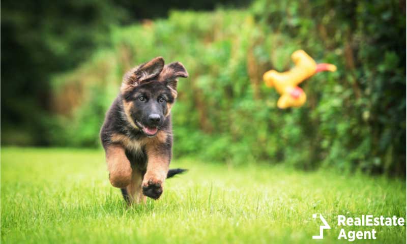 Happy German Shepherd puppy