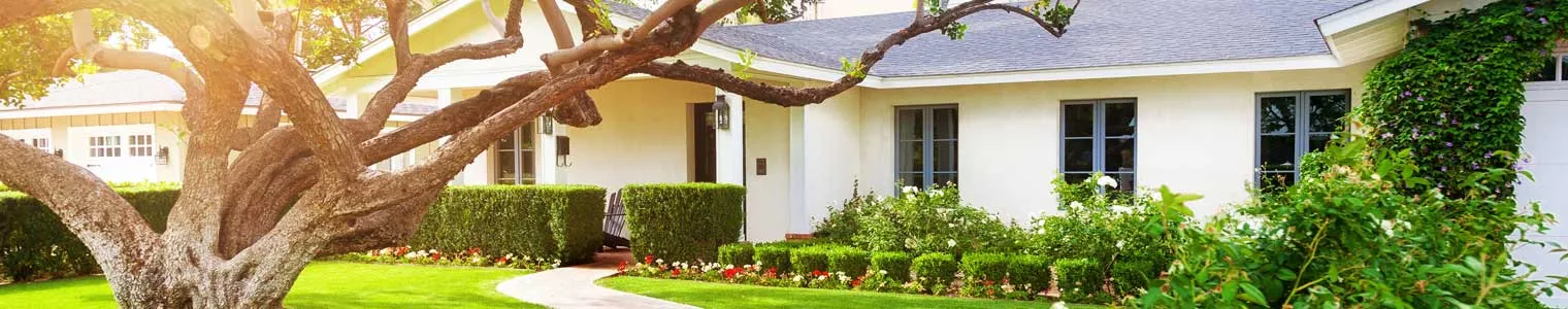 beautful home with big tree in front