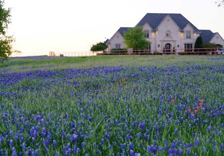 beautifull texas home wild flowers meddow