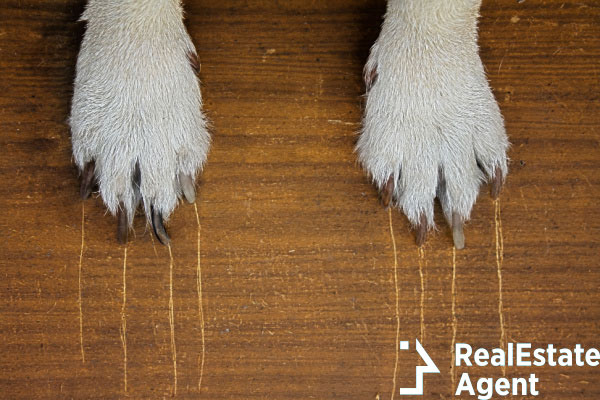 dogs paws long claws leaves