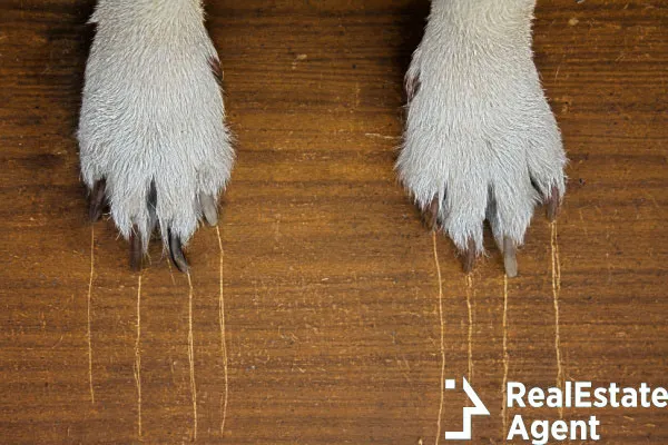 dogs paws long claws leaves