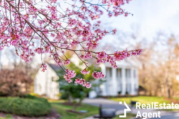 pink cherry blossom view