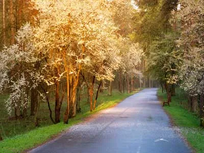 tree blossom in the sunlight in a park with a road between the trees