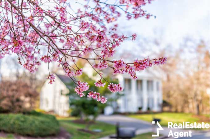 Pink cherry tree flowers