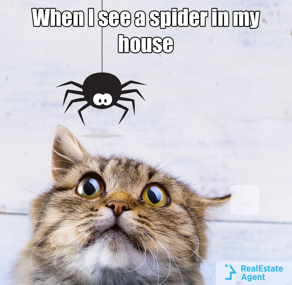 When I see a spider in the house meme